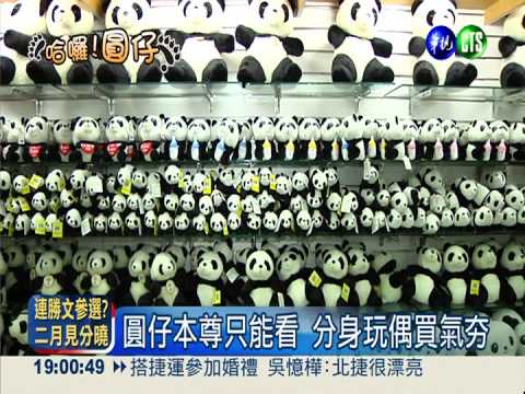 把"圓仔"帶回家! 擬真玩偶最熱賣