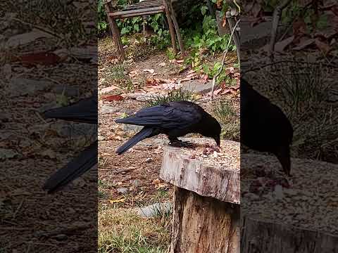 Happily noshin. #nature #birds #crow