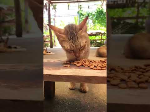 Cats eat nuts - YouTube