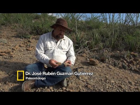 NatGeo Cómo distinguir entre un fósil y una roca