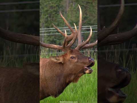 The King of the Elk Rut Bugle