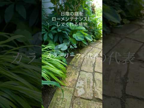 日陰を好む植物：庭を素敵にするトップ5！  庭園