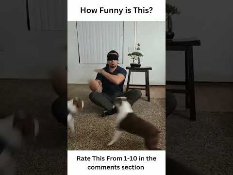 Funny | Shaolin Master & the Kung Fu Dogs🤣 |#shorts #funny #foryou #youtubeshorts #youtube #ytshorts