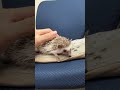 ハリネズミ（当店産ベビー：パイド♀）懐っこいです♪のYouTubeサムネイル画像