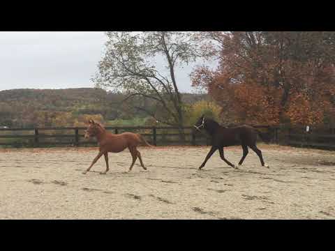 Belvedere, 2017 Trakehner colt (Lord Luciano x Maizauber)