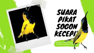 Download lagu Suara pikat burung sogon paling ampuh MP3/Sogon Kecepit mp3 Download lagu Suara pikat burung sogon paling ampuh MP3/Sogon Kecepit mp3