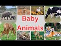 Adorable Baby Animals And Their Loving Parents