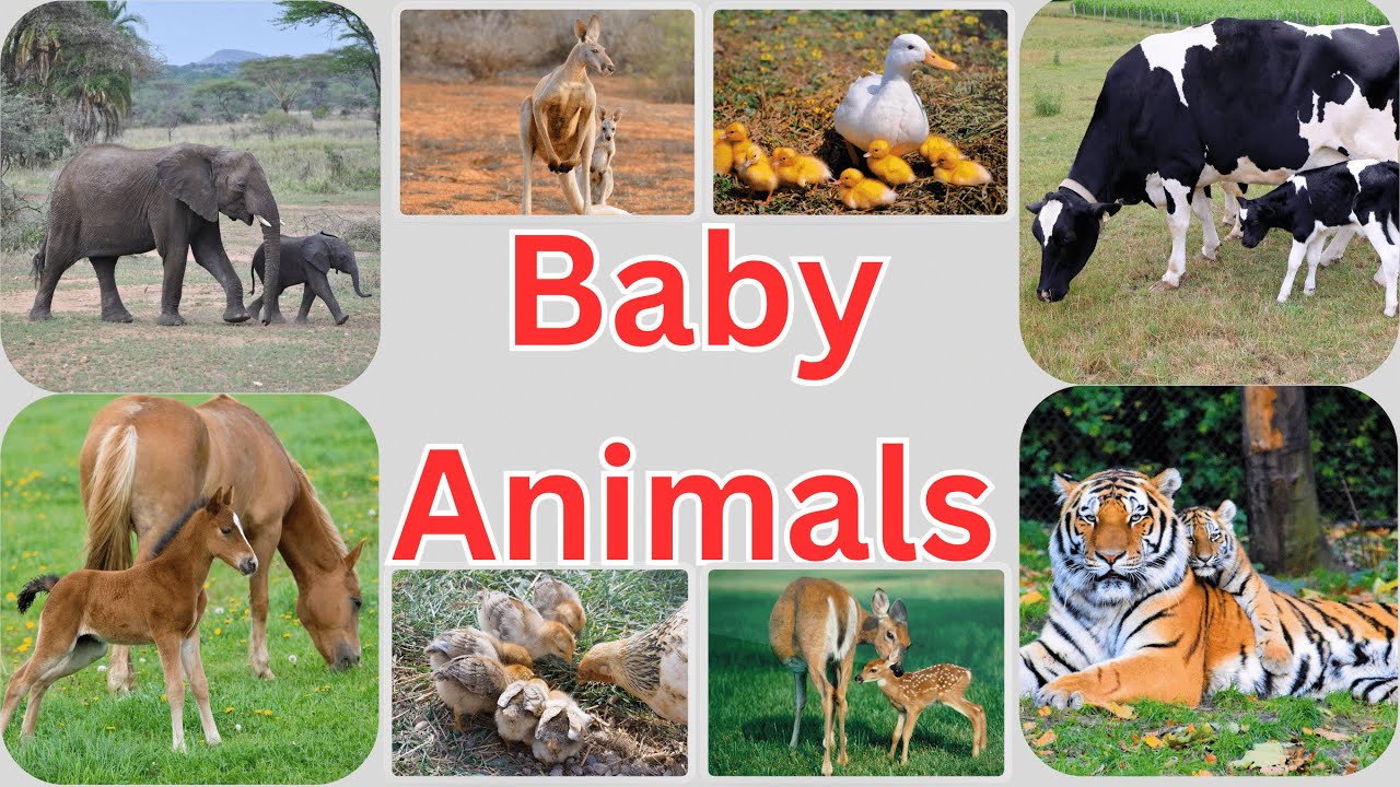 Adorable Baby Animals and Their Loving Parents!