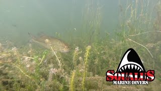 GREAT POND RIDGEFIELD CT - SQUALUS MARINE DIVER