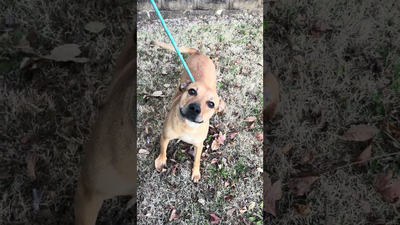 Enlarge Lucky Lady, a Adoptable Black Mouth Cur in Cookeville, TN video 4/4