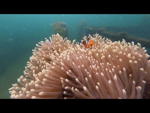 Amazing sea creatures #lezielable