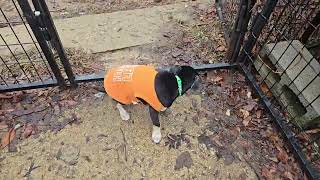 Video preview image #1 Chihuahua-Unknown Mix Puppy For Sale in NYC, NY, USA