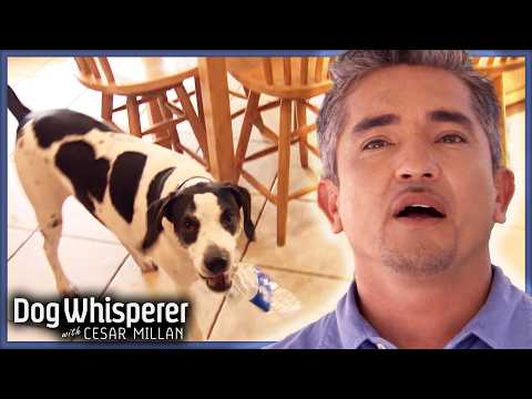 Can Cesar Millan Stop Great Dane's Chewing Obsession? | Dog Whisperer With Cesar Millan