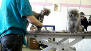 Practical everyday poodle style, scissoring the legs,