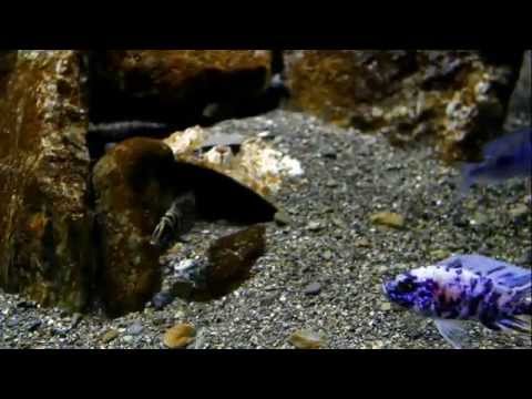 Our secret weapon for feeding African cichlids HD