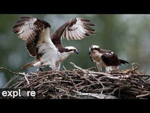 Live webcam view of Osprey Nest, Mission Valley