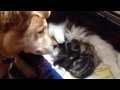 Kodiak with Bing's kittens