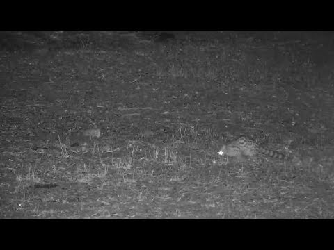 Djuma: Genet has a Frog for dinner - 20:12 - 11/14/19