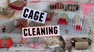 GUINEA PIG CAGE CLEANING | Hamster HorsesandCats