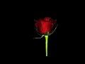 That's the way, The Briar and the Rose- Tom Waits