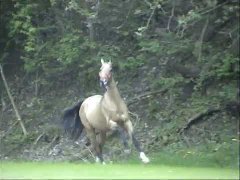 Chimki A - Akhal Teke - European Champion - www.arabians.de
