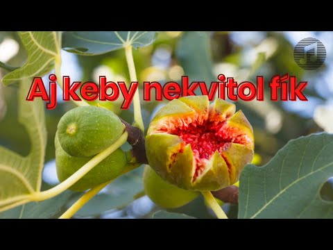 Aj keby nekvitol fík 2024