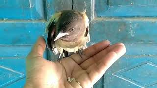 preview picture of video 'Rufous treepie'