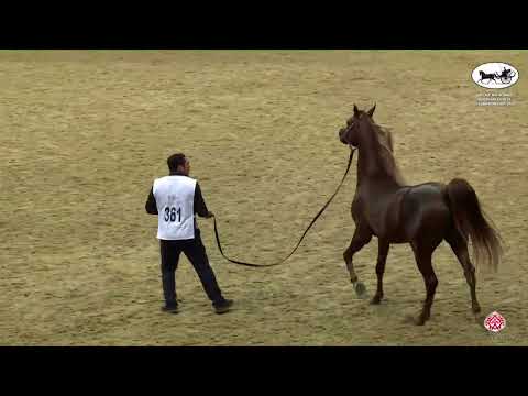 N 361 KAMAR AL GAZAL   Qatar National Arabian Horse Championship 2022   Stallions 11+ Years Old Clas