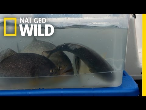 Peste Piranha | Peixe Monstro