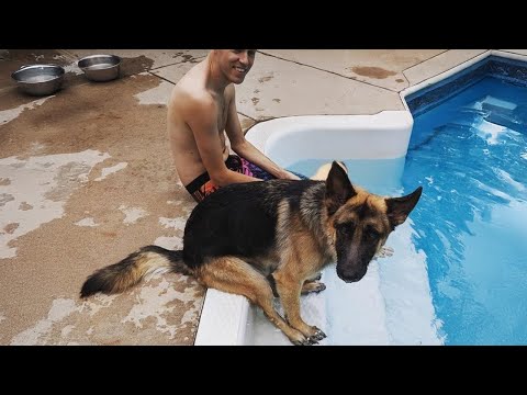 Quand on vit avec un chien comique vidéos drôles de chiens et d'humains