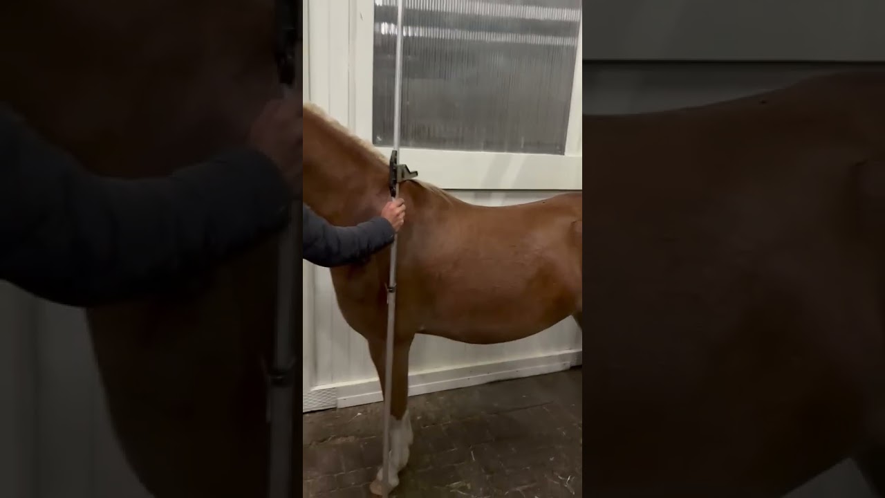Joris van de Gaweg video 3