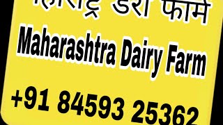 preview picture of video 'Desi cows-गिर गाई | साहिवाल | राठी | थारपारकर| सांगली, महाराष्ट्र +91 8459325362'