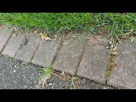 Ants Taking the Bait in Lanoka Harbor, NJ