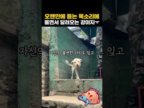 오랜만에 듣는 목소리에 강아지가 울면서 달려온 사연ㅜ