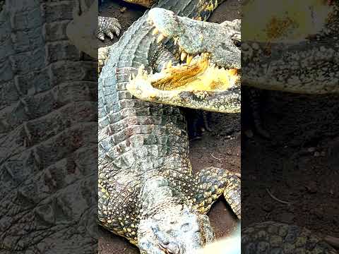 🐊 Farma krokodyli w Zatoce Świń na Kubie 🐊