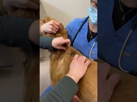 How to Give Subcutaneous (Under the Skin) Injections