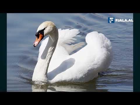 Mjelmat, karakteristikat e tyre