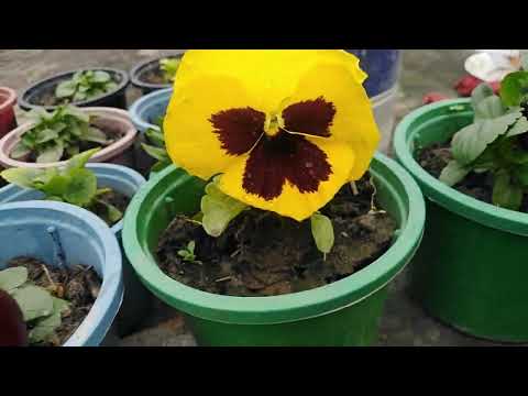 MashaAllah, most beautiful pensy flowers in umama's garden