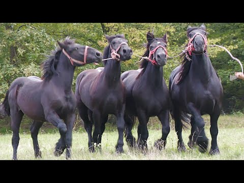 Caii lui Marius de la Bogei - Bihor 2022