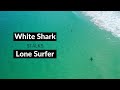 WHITE SHARK STALKS LONE SURFER - Shark Drone Footage