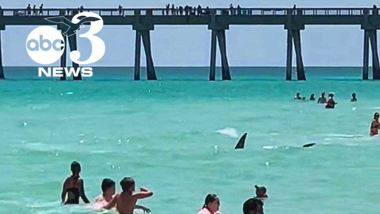 Video eines Hais, der an einem Strand in Florida unter Urlaubern nach Beute sucht