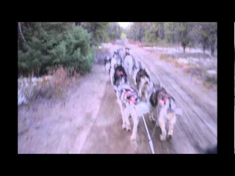 Nordiclight Alaskan Malamutes & Greenland Dogs
