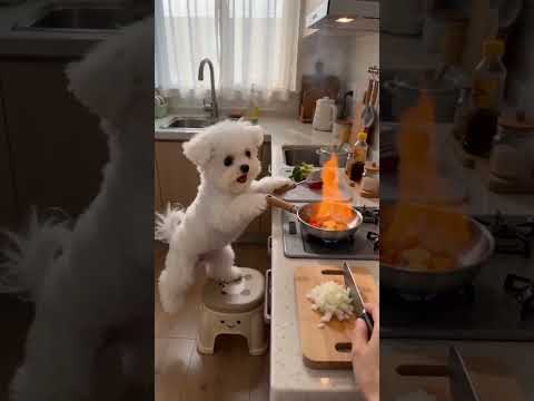 The child has grown up and can cook for his mother#Cute Pet Debut Plan.#Bichon