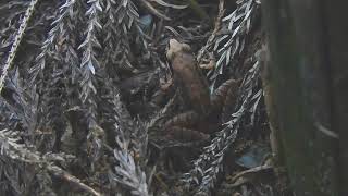 ムビる18484 20210725 002 ヤマアカガエル yamaakagaeru