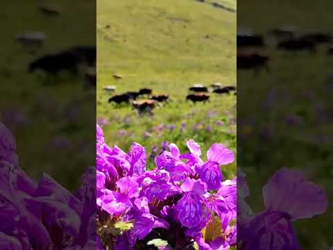 , title : 'Красота гор😍 #горы #красота #дагестан #аварскиепесни'