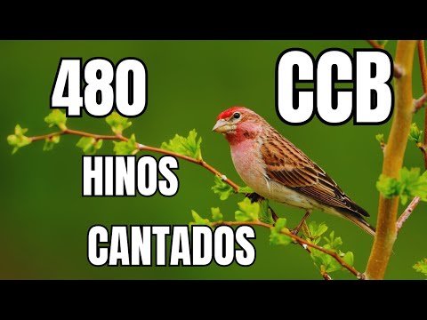 480 HINOS CANTADOS CCB-  07/02/2026 HINÁRIO 5 - CCB 341,342,343,344,345,346,347,348,349,350,351,352