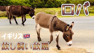 【ロバ大群】が横断する街🫏イギリスは動物に優しい国🇬🇧モップさんと田舎で暮らすVlog🐶