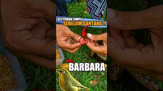 Download lagu Pleci BARBARA Before Going Up to the Perch, Only Given This‼️ Can Win the Champion at the MUNAS CUP. mp3