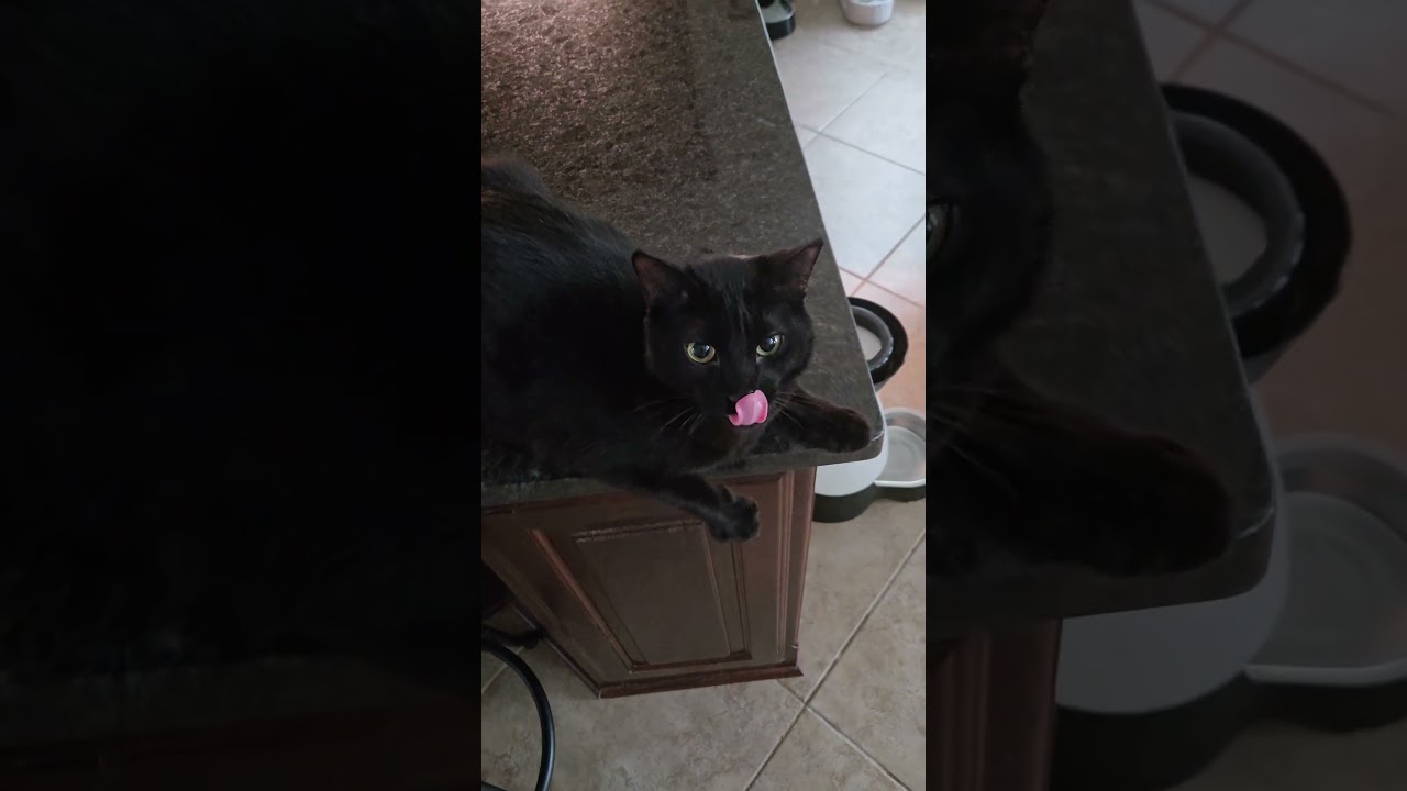 Enlarge Dexter, an adopted Domestic Short Hair in Ogden, UT video 6/6