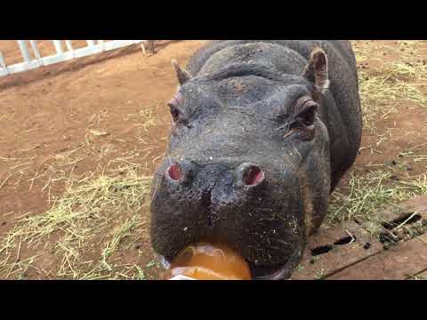 Moomin the baby Hippo